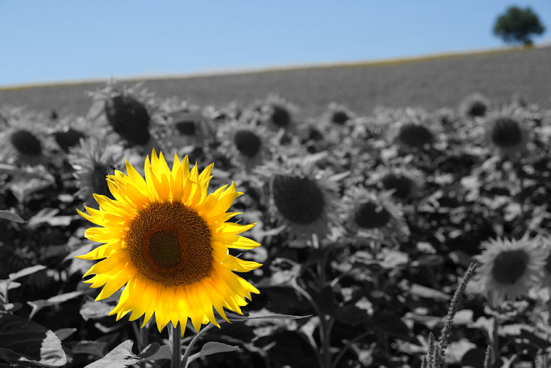 Heben Sie sich von der Masse ab!